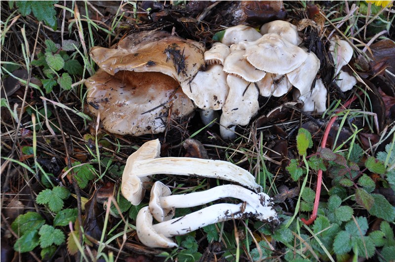 Cortinarius bianco.